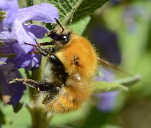 Bombus pascuorum